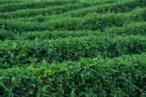 Rows of lush green plants of Tea. Possibly a tea or crop field, create a textured, repeating pattern across the landscape. photo
