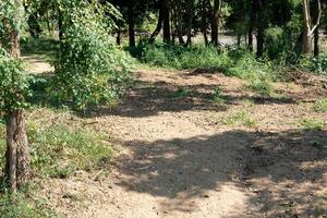 Dirt path that travels under the shade of trees. Surround of green trees. With the river in the distance. photo