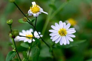 Flowers background in the garden of daisies. White flowers circular petals yellow stamens. Blurred image of trees with green leaves and brown ground. photo
