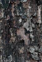 Closeup of rough bark clings to the tree. For background and textured. photo