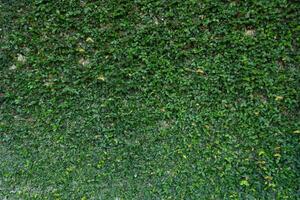 Wall completely covered in dense green ivy or creeping fig. The leaves create a textured natural surface. Some leaves show slight yellowing. A natural green backdrop. photo