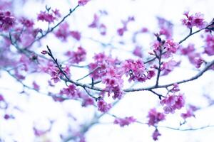 Abstract background of pink cherry blossoms on bare branches against a blurred, light background. Focus is soft. Creating a dreamy spring like feel. Delicate and floral. photo