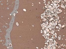 Pattern of Seashells on the sand, textured background. Sea shells and jellyfish on the beach of the Baltic sea. Color Of The Year 2025 - Mocha Mousse photo