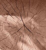 Pile of log trunks, logging timber wood industry. Firewood. Lumber wood. Wood texture. Trunk with cracks and sawed annual rings cut of surface of wooden stump. Mocha Mousse, Color of the Year 2025. photo