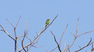 A yellow bird sits on a branch. Beautiful bird landscape perched on a dead branch on an empty blue sky background. video