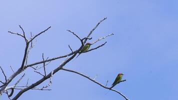 A yellow bird sits on a branch. Beautiful bird landscape perched on a dead branch on an empty blue sky background. video
