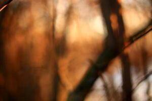 Abstract defocused shot of sunlight and thicket photo