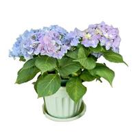 Beautiful Hydrangea Plant with Lush Green Leaves in a Pot Isolated on White Background photo