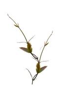 Minimalist Close-Up of a Single Green Plant Stem with Leaves on a White Background photo