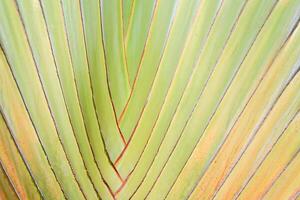 Close-Up of a Vibrant Green Palm Leaf with Distinctive Vein Patterns and Subtle Color Variations in Natural Light photo
