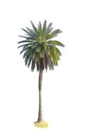 Tall Palm Tree Isolated on White Background Showcasing Tropical Nature and Lush Green Foliage for Design and Decoration Projects photo