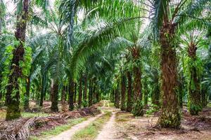 Lush Palm Oil Plantation with Tall Trees and Sunlit Pathway in a Tropical Environment photo