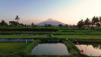 Morning atmosphere in the rice fields with the majestic backdrop of Mount Merapi which is clear from a distance. Aerial footage of beautiful rural area at sunrise and clear cloudy sky video
