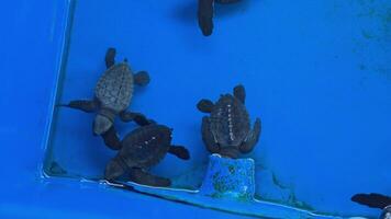 Baby turtles in a temporary pool after hatching from their eggs and before being released on the beach.Dozens of black hatchlings float in an artificial pool to be prepared before release video