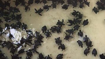 Baby turtles in a temporary pool after hatching from their eggs and before being released on the beach.Dozens of black hatchlings float in an artificial pool to be prepared before release video