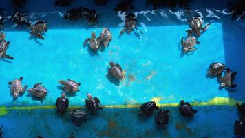 Baby turtles in a temporary pool after hatching from their eggs and before being released on the beach.Dozens of black hatchlings float in an artificial pool to be prepared before release video