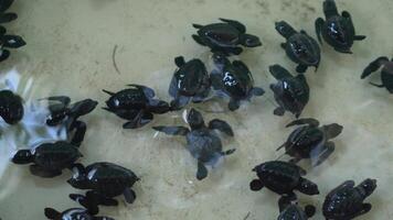 Baby turtles in a temporary pool after hatching from their eggs and before being released on the beach.Dozens of black hatchlings float in an artificial pool to be prepared before release video