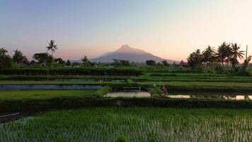 Morning atmosphere in the rice fields with the majestic backdrop of Mount Merapi which is clear from a distance. Aerial footage of beautiful rural area at sunrise and clear cloudy sky video