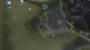 Close up of a sea turtle in a temporary pond before being released into the wild again to live in the wild. 4k footage of an adult sea turtle in a breeding pool on the beach after laying eggs. video