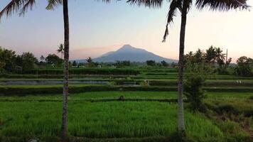 Morning atmosphere in the rice fields with the majestic backdrop of Mount Merapi which is clear from a distance. Aerial footage of beautiful rural area at sunrise and clear cloudy sky video