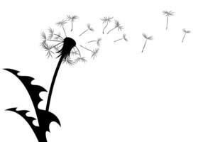 A flowers of a field dandelion with flying seeds. vector