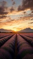 lavanda campo a puesta de sol con majestuoso montañas, vibrante cielo, y soñador nubes en ver video