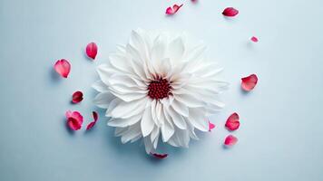 White dahlia flower with red center and scattered petals in bloom on blue background video