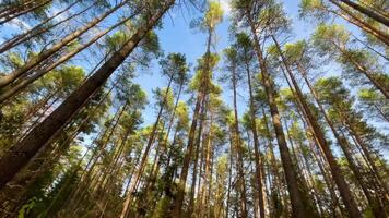 Tall trunks of pine trees in the forest on the blue sky with cloud background video