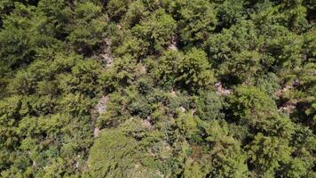 Drone Flying Over Mountain Forest with Sea and Clouds in the Distance video