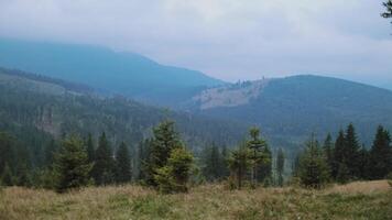 Beautiful mountain landscape. Blurred mountains are covered with green forests. Small coniferous trees on the hill. video