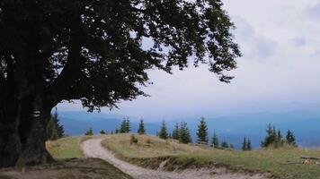 Natural landscape in the mountains. Big green tree on the blurred background of mountains in summer. Small path on the hill. video