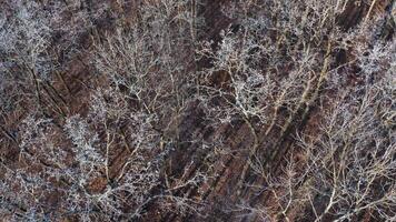 Aerial view of the winter forest. Beautiful view on trees without leaves covered with snow in winter time. Slow motion. video