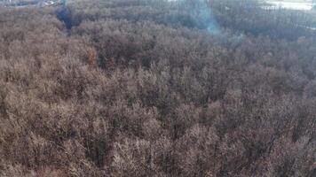Brown trees in winter. Flying over the forest. Trees without leaves in winter season. Aerial view. video