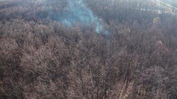Aerial view of the forest in winter. Flight over the trees and white smoke from bonfire going up in the forest. video