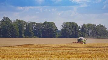 Grain harvesting combine in a sunny day. Yellow field with grain. Agricultural technique works in field. video