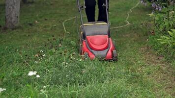 Lawn mower cutting grass in the garden. Lawn mower mows green grass on the backyard in summer. Worker mowing lawn with electric machine. video