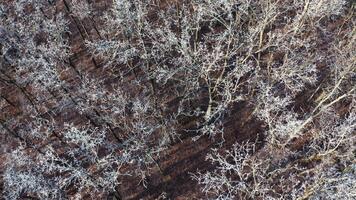 High trees in winter season. Flight over the forest with white trees. Top drone view. Slow motion camera. video