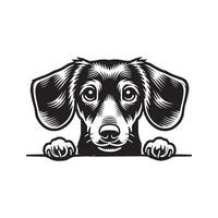 Adorable Dachshund Dog on White Background vector