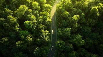 Tree-Lined Path in Nature photo