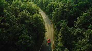 Bird's-Eye View of a Forest Drive photo