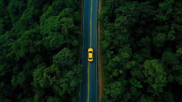 Adventurous Drive in the Forest photo