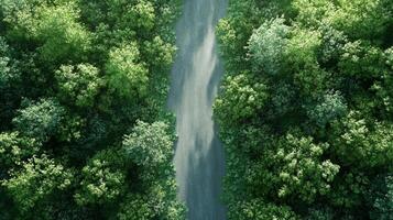 Top View of a Forest Journey photo