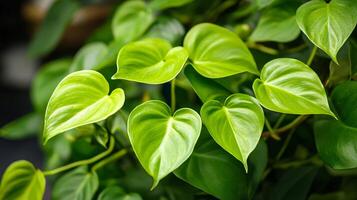 Philodendron Leaf Glow photo