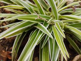 Chlorophytum comosum plant has small and elongated leaves with white color outline macro shot photo