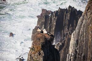 Storks Nest on a Cliff at Western Coast of Portugal photo