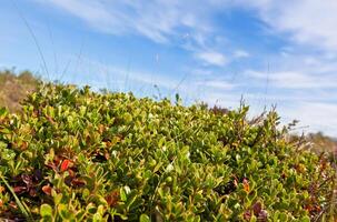 Iceland Field Closeup at Summer photo