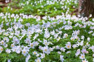 wild anemons field in a woods photo