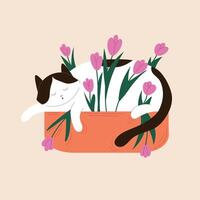 Cute sleeping tuxedo cat in a planter filled with blooming tulips in flat style. Perfect for spring design, calendar, postcard. Isolated on a beige background. vector