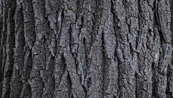 close-up of black locust tree bark with deep ridges and dark gray textures for natural and organic backgrounds photo