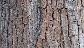 close-up of teak tree bark with deep cracks, rough texture, and natural weathering patterns for forestry, material design, and nature backgrounds photo